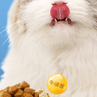2026年高蛋白高肉量猫罐头推荐：不同需求养猫选择指南