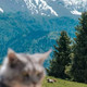 赛克草原偶遇小萌猫，相处了三天半
