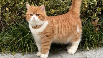 测评百强网最新猫粮榜单前三：​希喂、皇家、金吉瑞哪个品猫粮好