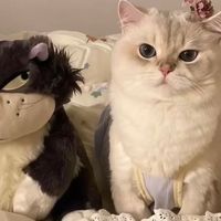 想要猫咪健康长肉如何选择猫粮？2026最新十款长肉型猫粮深度测评
