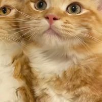 2026年7月份热门猫粮排名榜单出炉，十大口碑猫粮优缺点详细解析