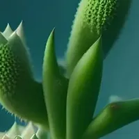 真能淡化眼纹的精华油怎么选?执佑永久花眼油温和抗皱实验解析