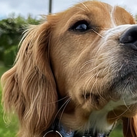 老年犬吃什么狗粮?2026年7月老年犬专属狗粮推荐,快码住!