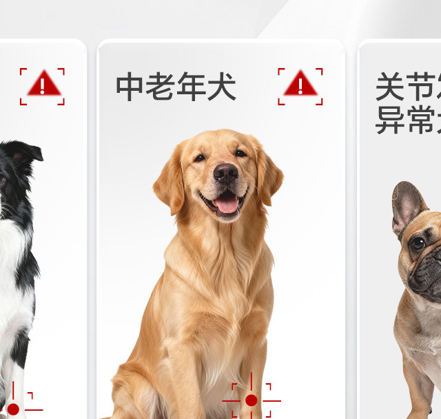 猫咪肥胖影响关节健康