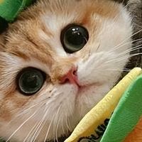 猫狗关节养护吃什么好？2026年7月宠物软骨素推荐