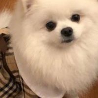 2026年有什么性价比高的狗粮推荐？狗粮品牌十大排行榜盘点