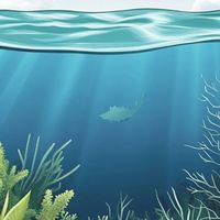 深海鱼油推荐Sports Research 90天实测追踪与真实使用反馈全记录