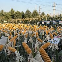 2026年种玉米，就选这款抗旱耐涝王！