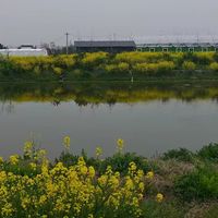 性价比高的内陆南美白对虾淡水虾苗哪个靠谱—汤葛佬