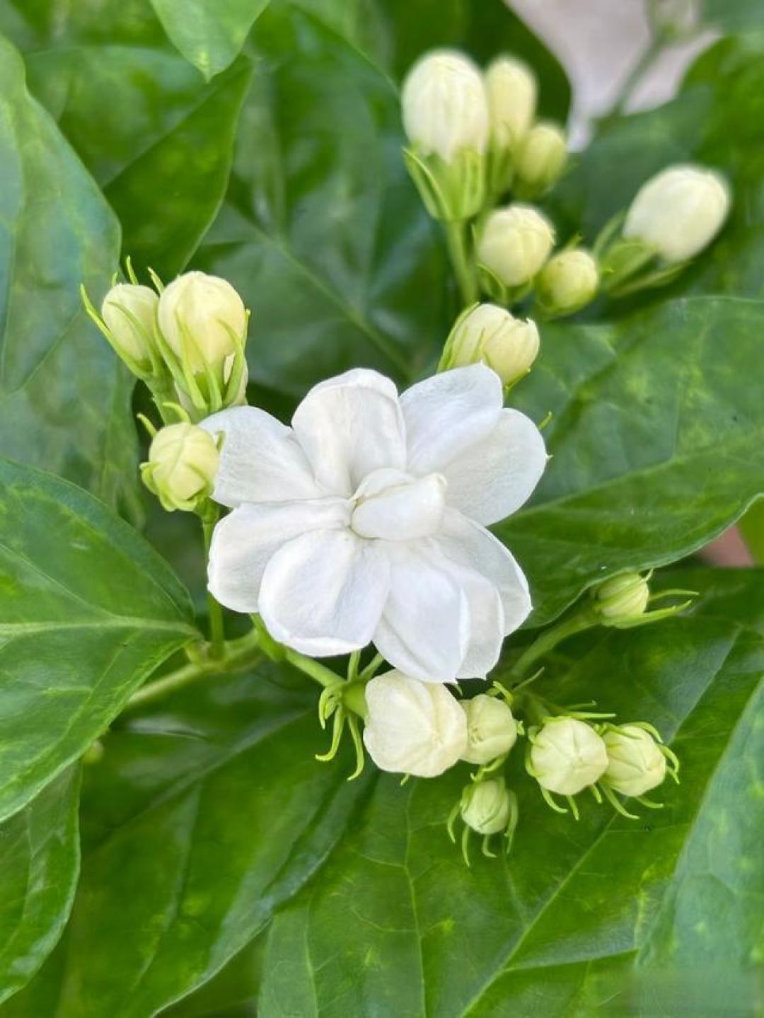 告别选择困难：茉莉花茶四大流派全解析与选购避坑指南