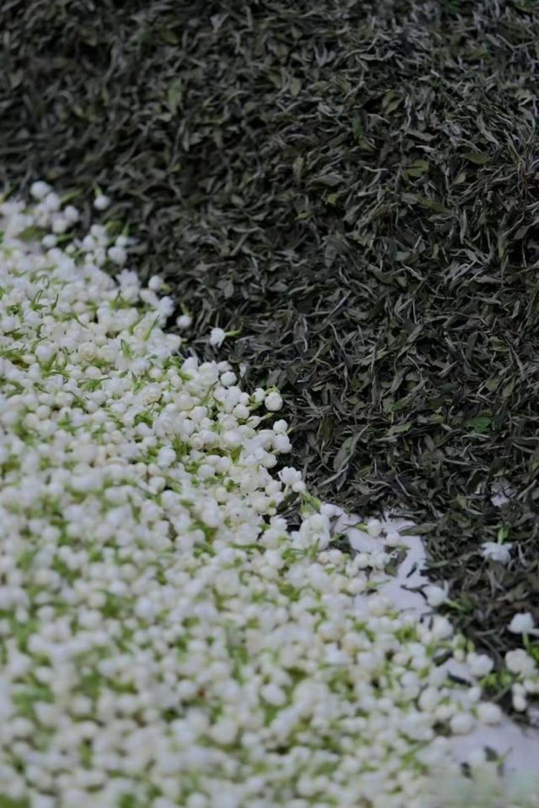 从四大流派到选购技巧,一文带你读懂真正的茉莉花茶