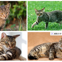 别再叫它们土猫！中国田园猫图鉴，看完想养一只