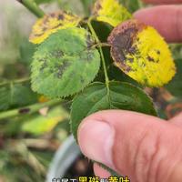 月季黄叶别急着摘！夏天80%是自救，这6种情况分清楚能救命