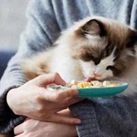 别怪猫挑食！超60%根源在铲屎官，3步纠正法让主子乖乖吃饭