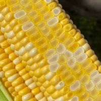 云南水果玉米低脂饱腹