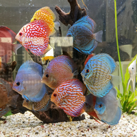七彩神仙鱼越养越瘦？老鱼友喂食秘诀曝光，这样做鱼圆色艳少生病