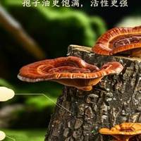商务馈赠挑选灵芝孢子油技巧，对比各大品牌包装设计，十大榜单
