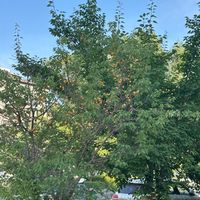 路边的杏树