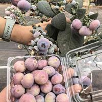 粉色蓝莓是智商税吗？营养师拆解天价水果到底值不值
