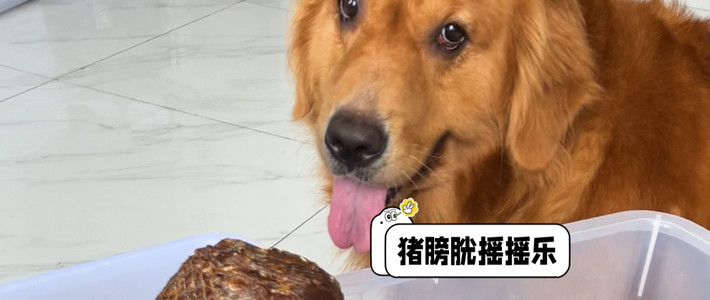 手作零食与投喂提醒 | 萌宠零食7.26日报
