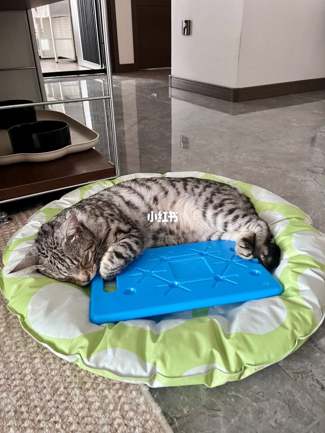 夏季猫咪降温邪修