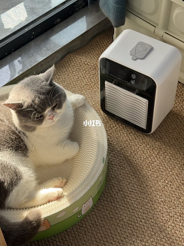 杭州的夏天，没这个空调扇小猫真的熬不住☀️