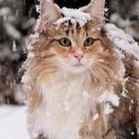 猫咪偏瘦抵抗力差吃什么进口猫粮?2026盘点值得入手进口宠物粮