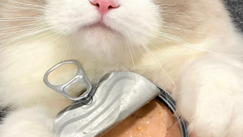 猫咪挑食的元凶终于找到了！兽医教你3招收服挑食怪