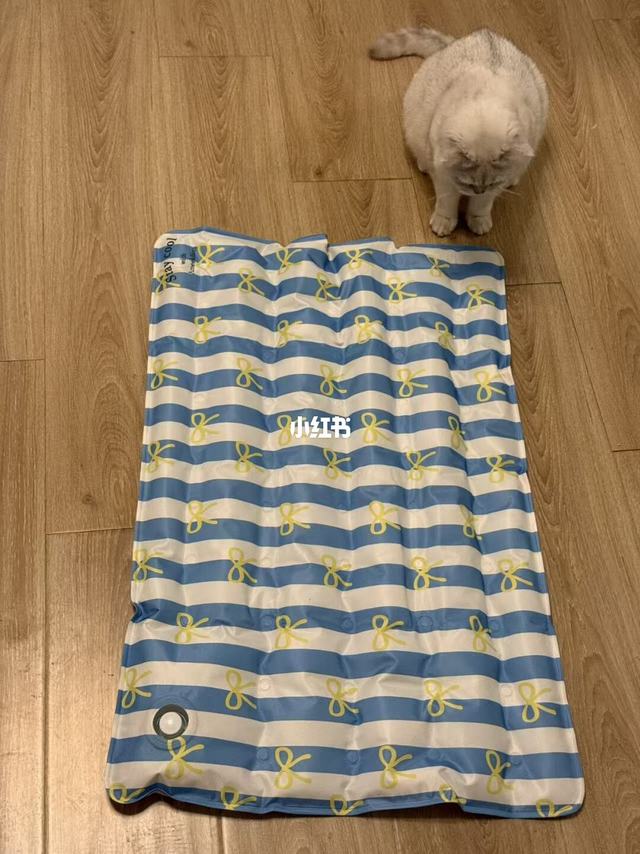 天气太热给小猫安排上冰垫了