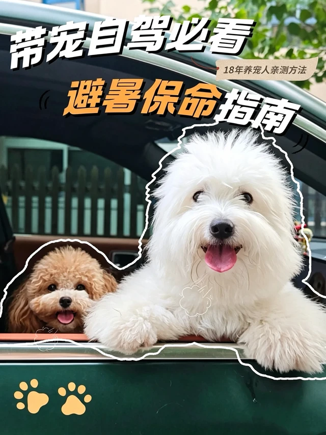 夏天毛孩子千万别剃毛。出行避暑方法超多