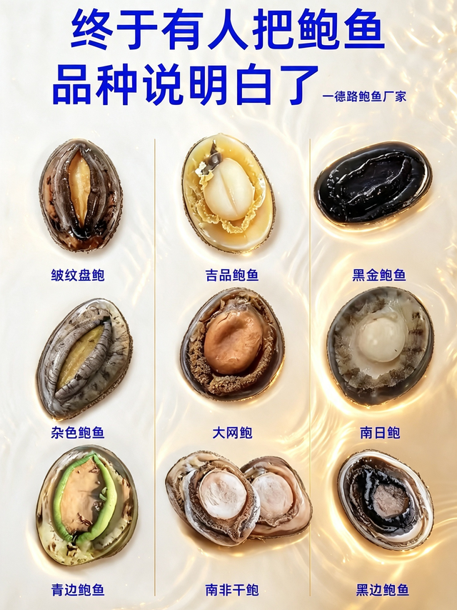 一图看懂不同鲍鱼品种的区别🦪买鲍鱼再也不踩坑了！
