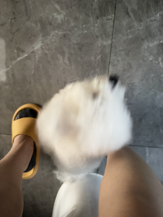 狗狗