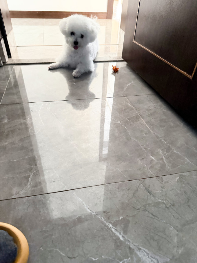 狗狗