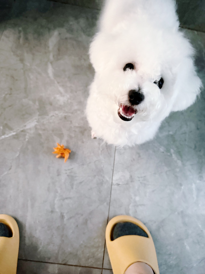 狗狗