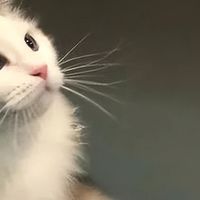 帮助长肉的猫粮推荐有哪些？2026年7月优质长肉猫粮榜单！
