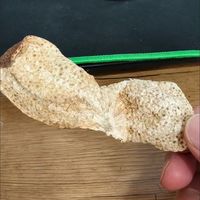 十年陈香更温润✨新宝堂正宗新会老陈皮太绝了🍊