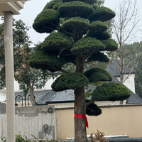 罗汉松市场水有多深？从15元小苗到86万古树，一文说透