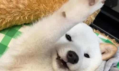 宠物益生菌到底是