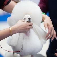 狗子矫正费几千到上万，是智商税还是真有效？教你判断值不值
