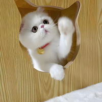 软便猫换粮翻车？福摩猫粮真实测评来了，玻璃胃主人必看
