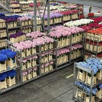 鲜花拍卖值得买吗？82元vs300元背后，运营者深扒源头价与避坑指南