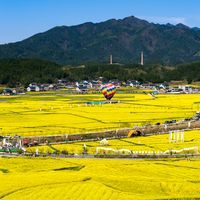 仿真花从几块到几百差在哪？材质选购指南看完不花冤枉钱