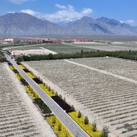 宁夏酒比新疆贵3倍？国产葡萄酒5大产区到底差在哪