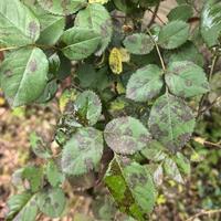 雨停了月季新芽却垂头？别再猛施肥了，三招判断萎蔫真相，救活快
