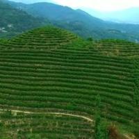 云南滇红两派对决：凤庆蜜香柔和 vs 勐海山野浓郁，口感差别原来这么大