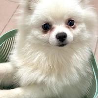 换了5种粮泪痕还红？白色狗主人先搞清4类成因再行动
