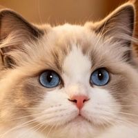布偶还是缅因？温柔巨猫怎么选看完这篇不纠结