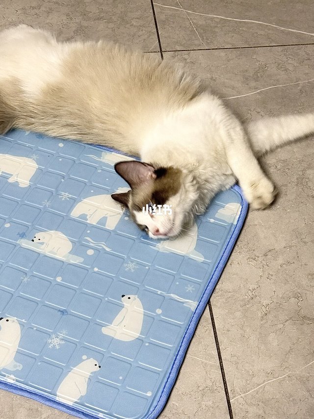有了优活宠物冰垫，猫咪再也不贴地板了！🐱