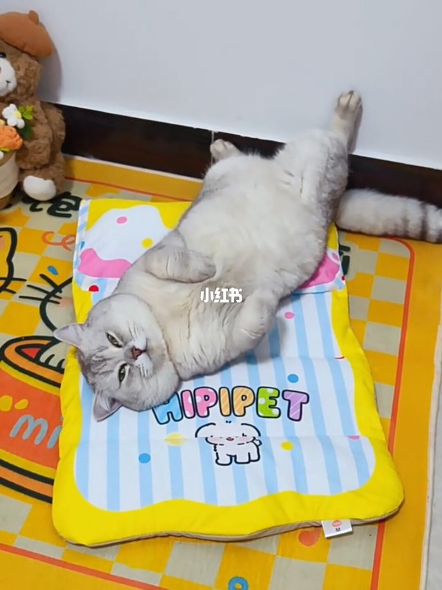 被热化小猫的救星