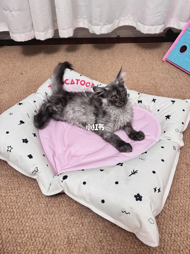 本以为颜值货，猫咪整天赖着不挪！
